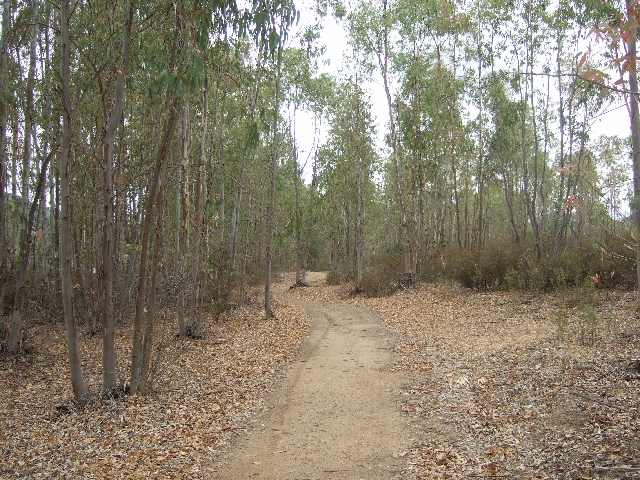 Forêt d'eucalyptus avant Monesterio